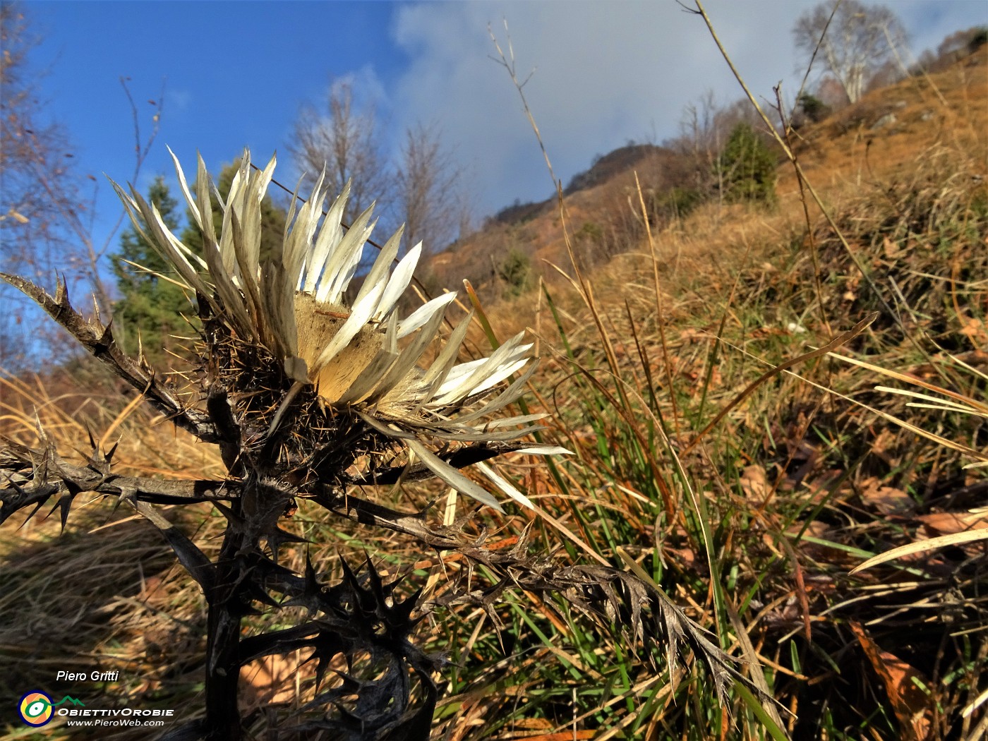 33 Carlina bianca (Carlina acaulis) sta fiorita.JPG